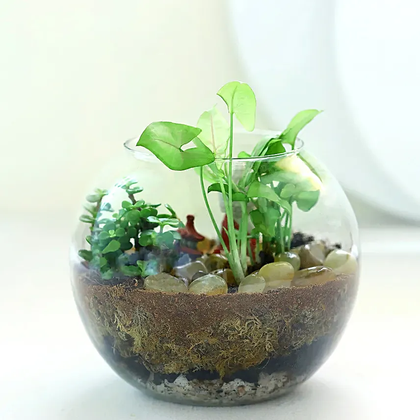 Jade N Syngonium Plant Potpouri Bowl Terrarium