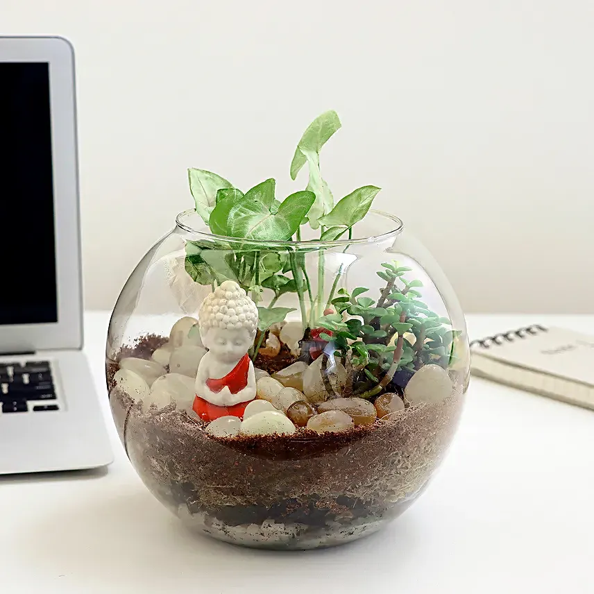Jade N Syngonium Plant Potpouri Bowl Terrarium