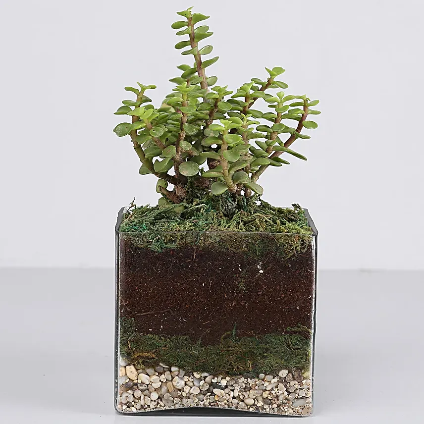plant in glass vase