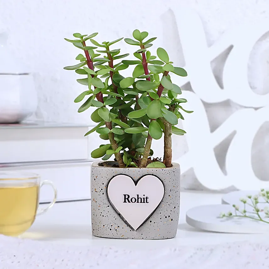 Jade Plant Abundance