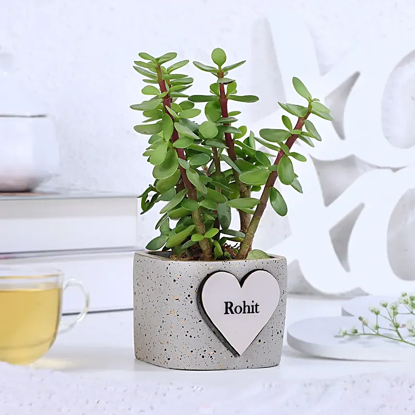 Jade Plant Abundance