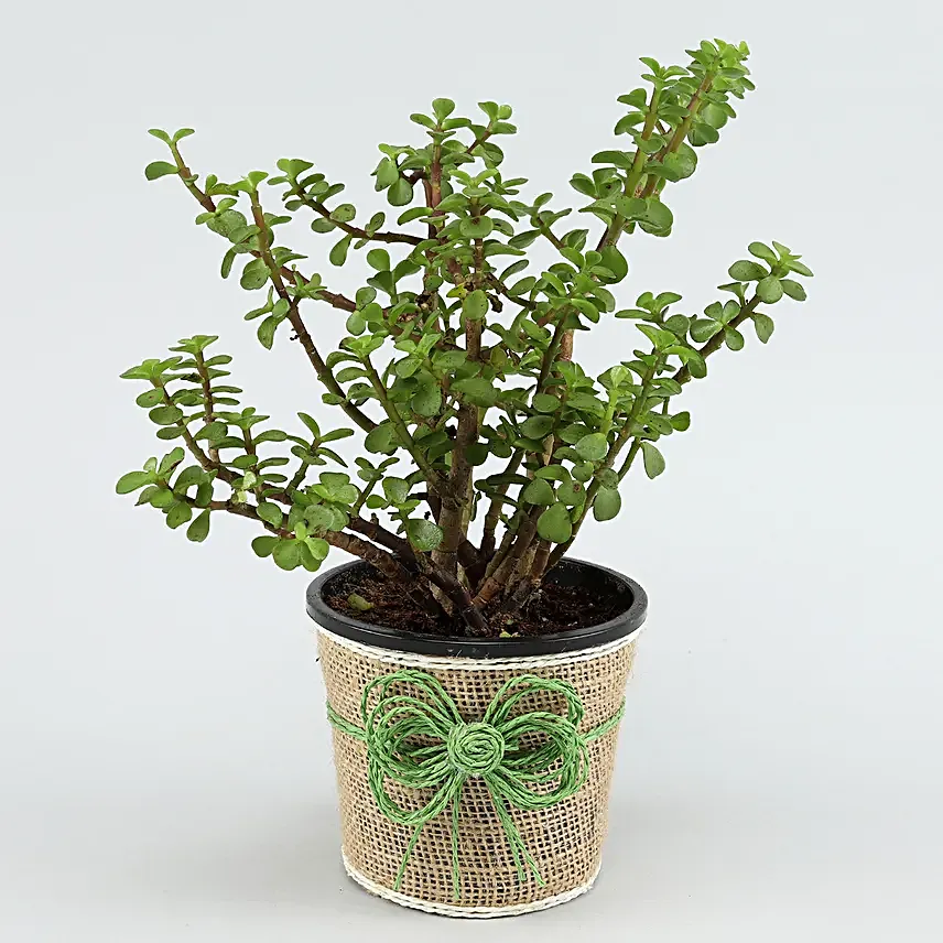 Send Plant And  Bouquet