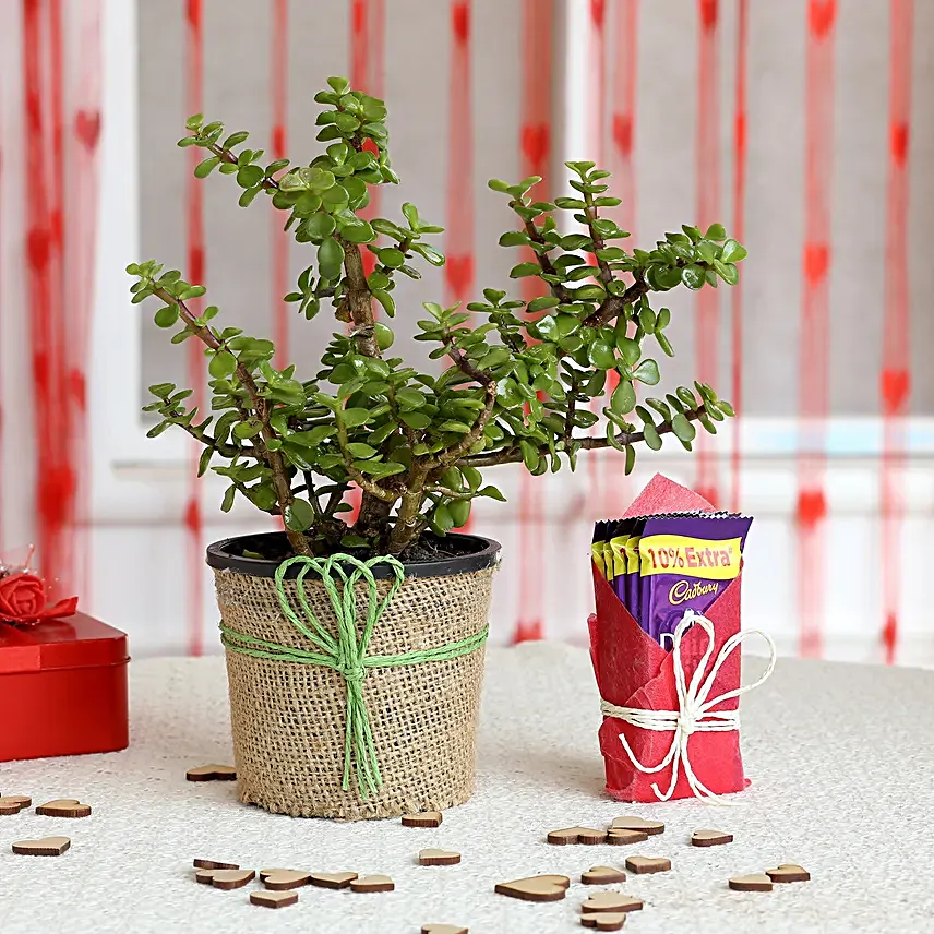 Jade Plant and Chocolate Combo  for valentine