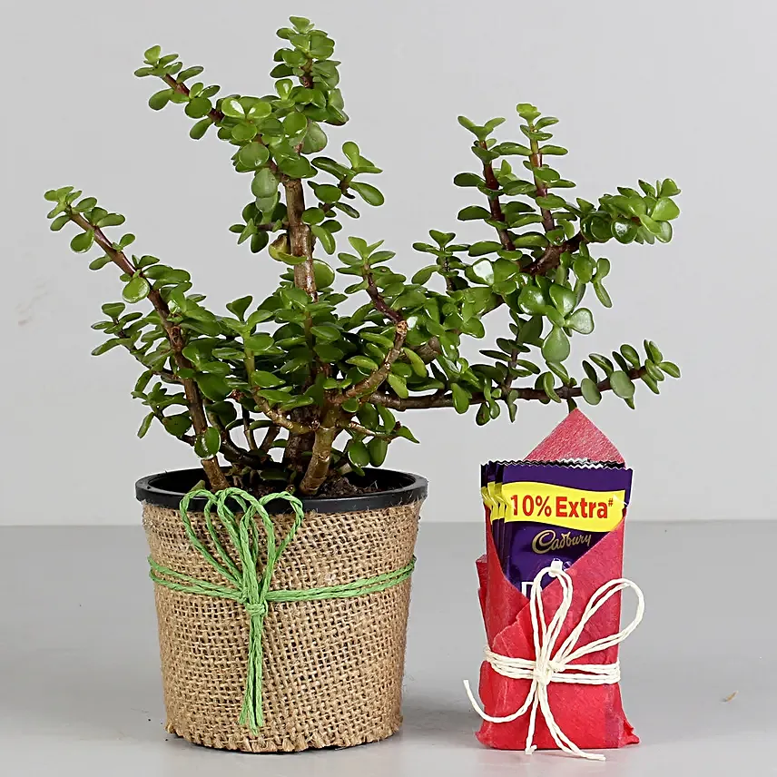 Jade Plant and Chocolate Combo  for valentine