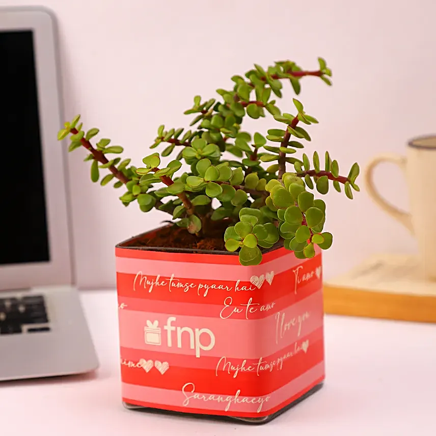 Jade Plant Chocolatey Combo Hand Delivery