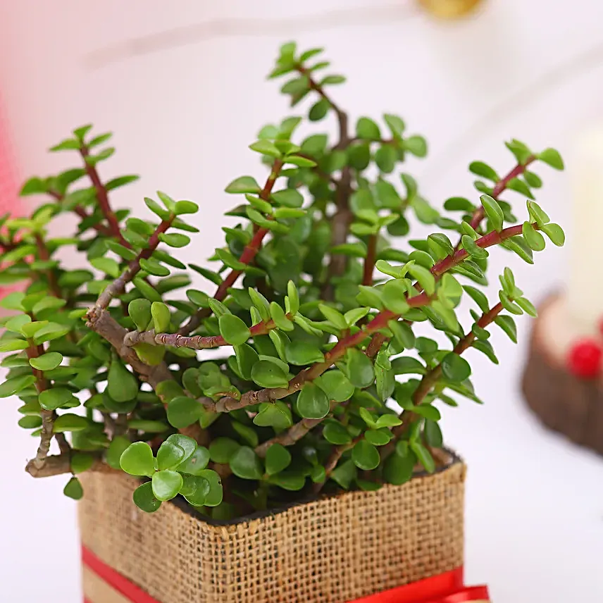 Jade Plant Christmas Vase