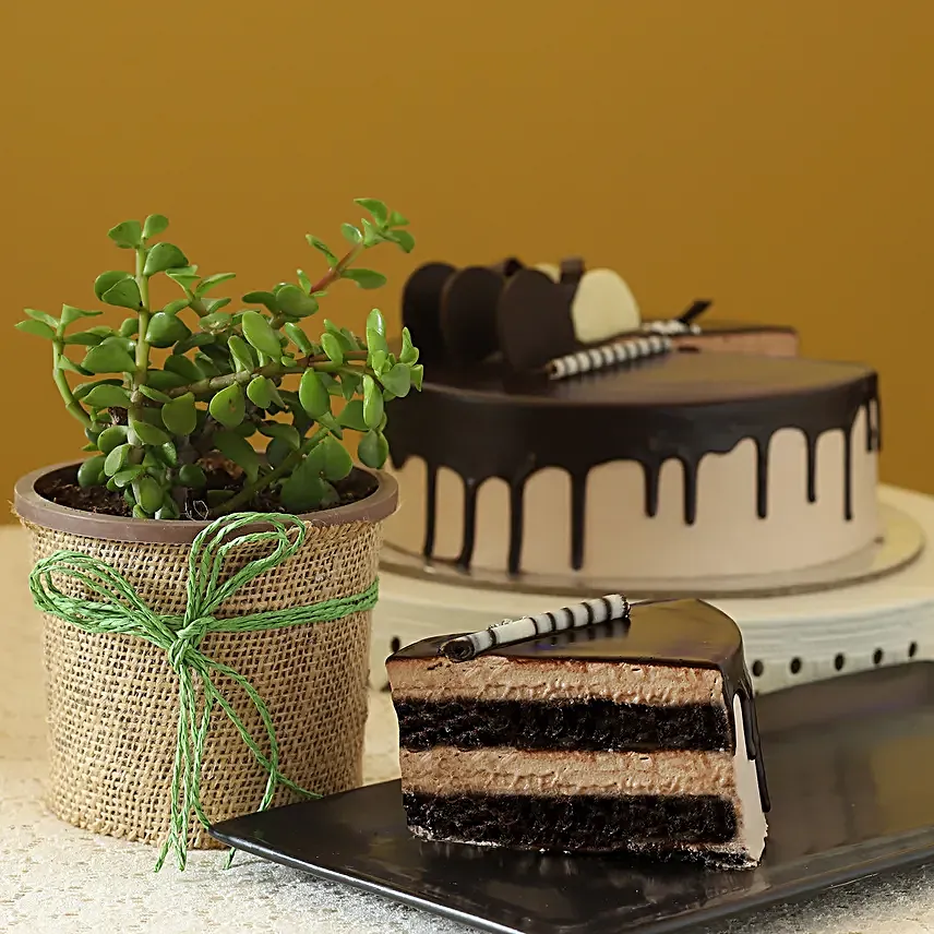 Online Jade Plant With Eggless  Chocolate Cake