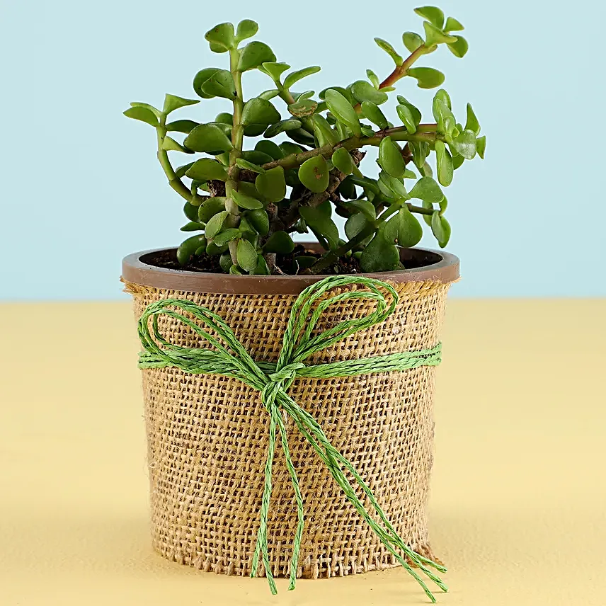 Online Jade Plant With Eggless  Chocolate Cake