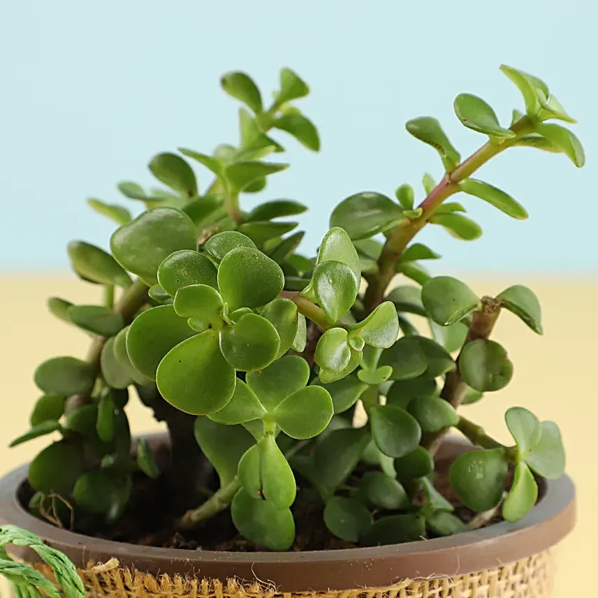 Online Jade Plant With Eggless  Chocolate Cake