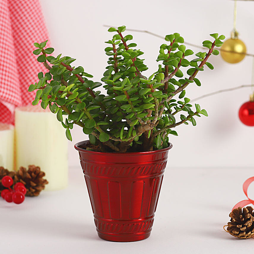 Jade Plant Festive Pot