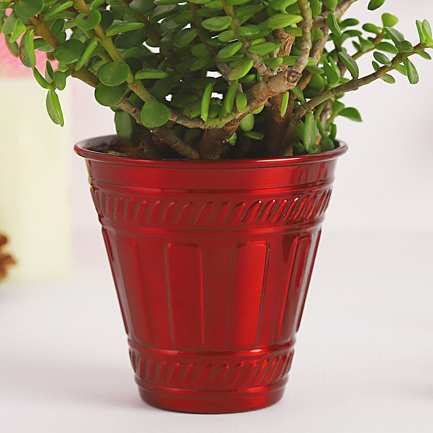 Jade Plant Festive Pot