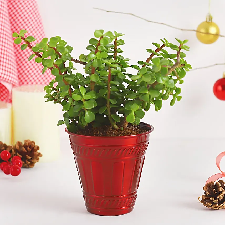 Jade Plant Festive Pot