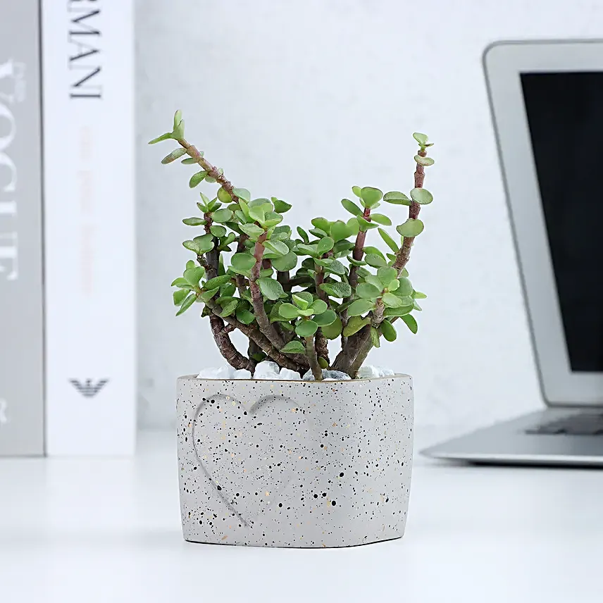 Jade Plant in a Love Pot