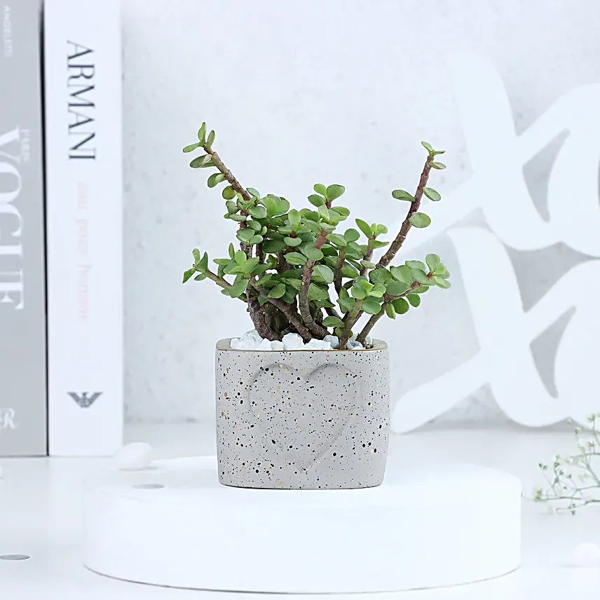 Jade Plant in a Love Pot