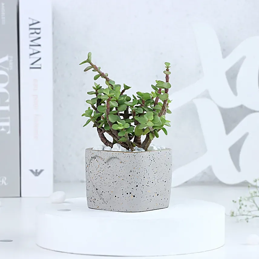 Jade Plant in a Love Pot
