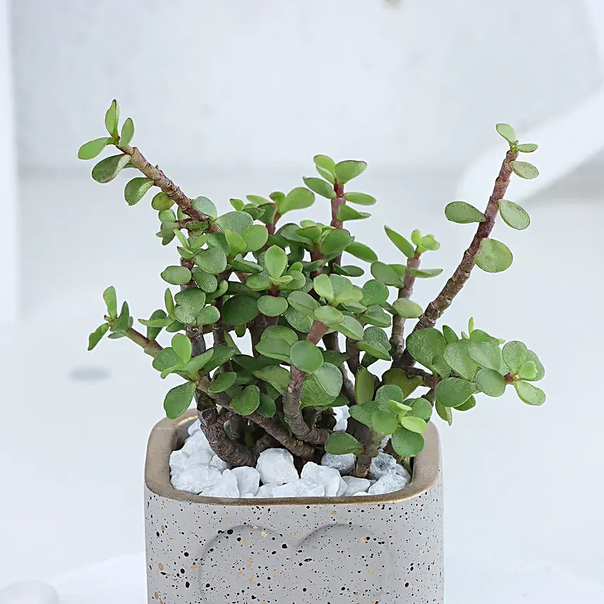 Jade Plant in a Love Pot