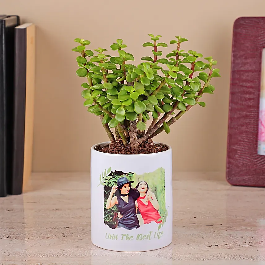 Jade Plant in a White Ceramic Pot