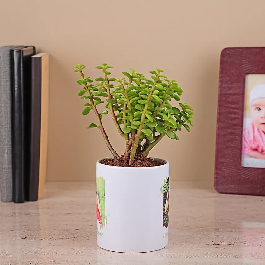 Jade Plant in a White Ceramic Pot