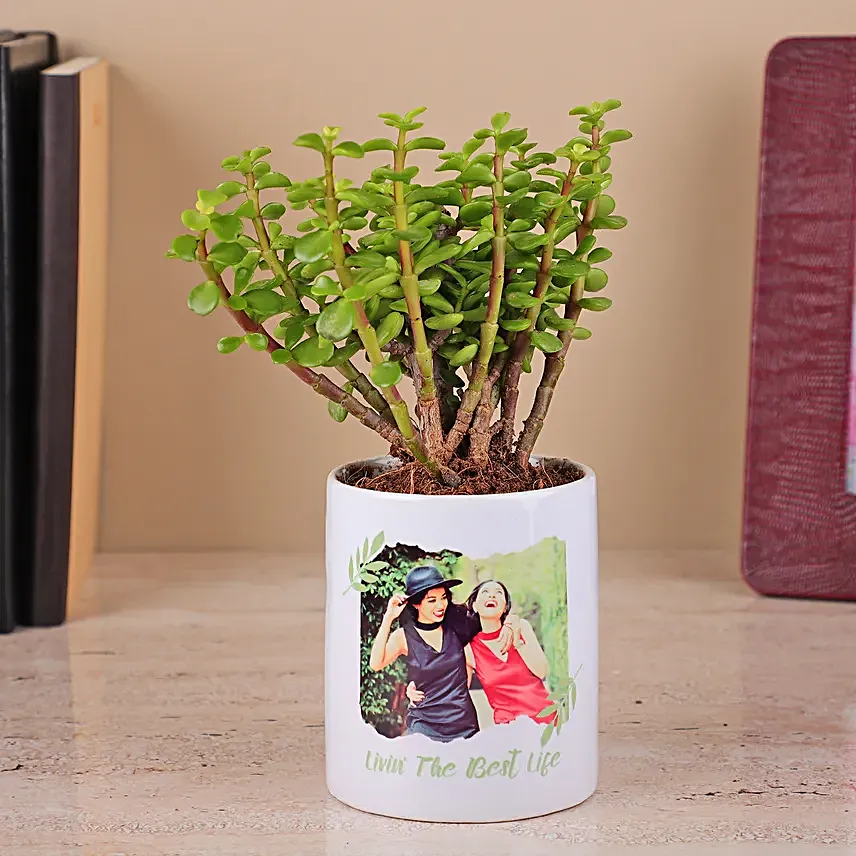 Jade Plant in a White Ceramic Pot