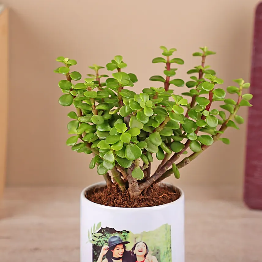 Jade Plant in a White Ceramic Pot