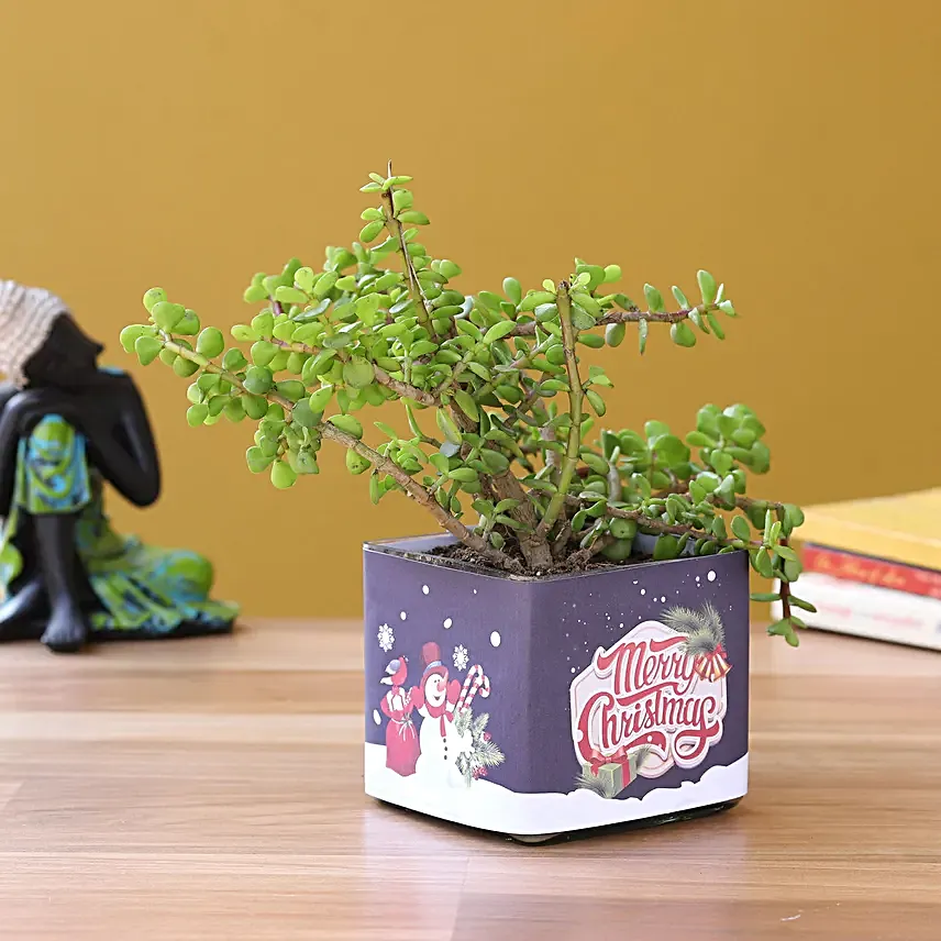 online plant in square pot