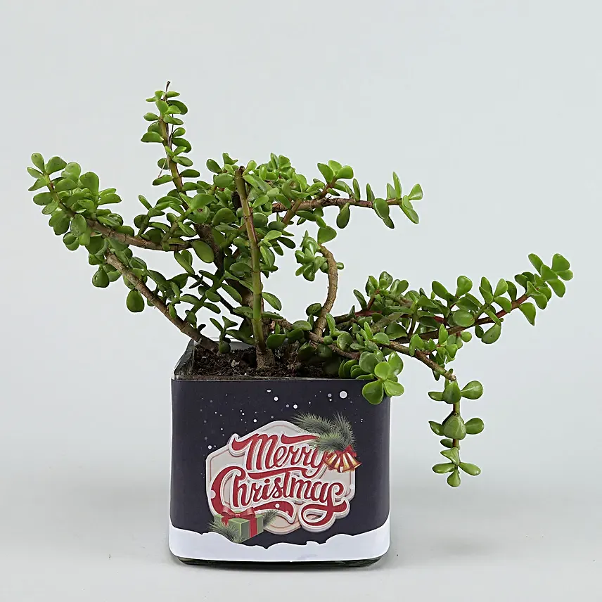 online plant in square pot