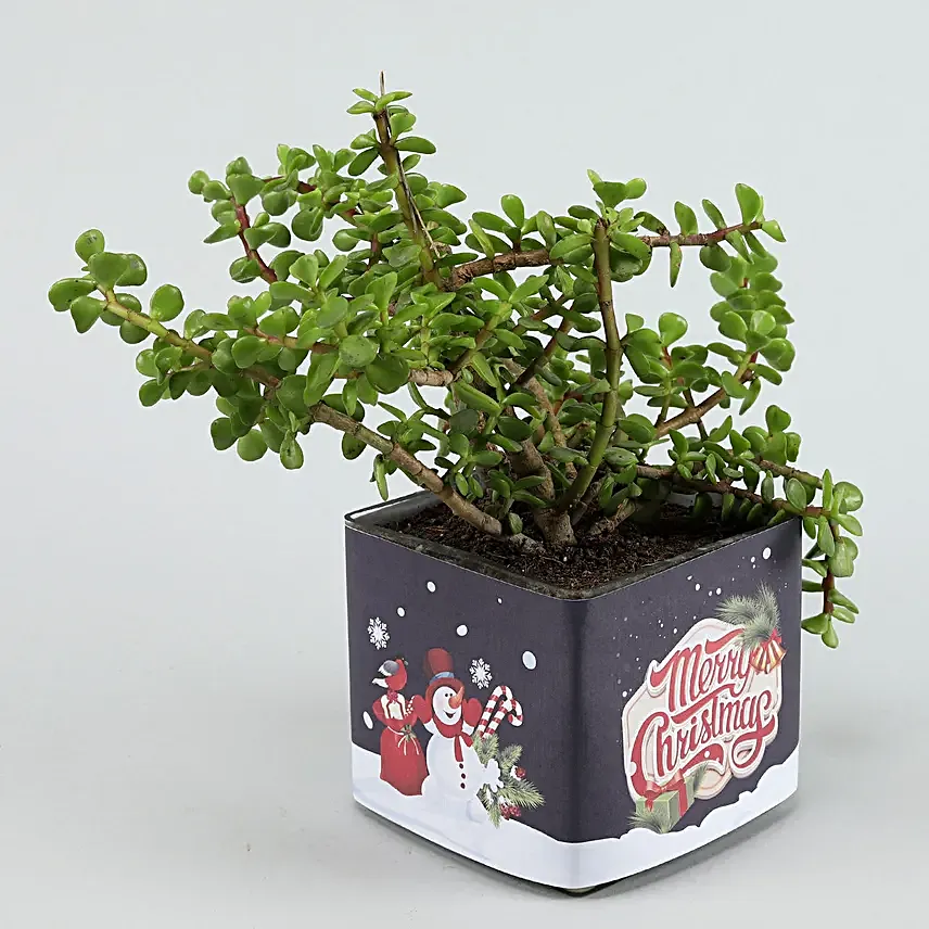 online plant in square pot