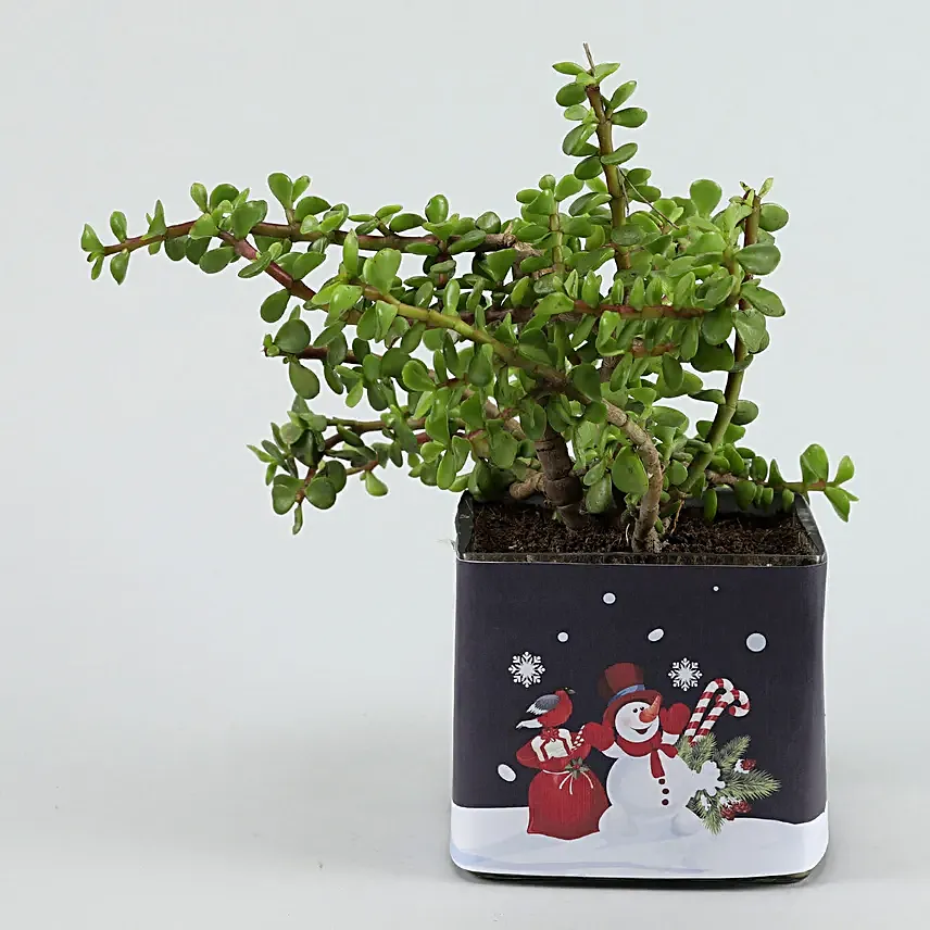 online plant in square pot