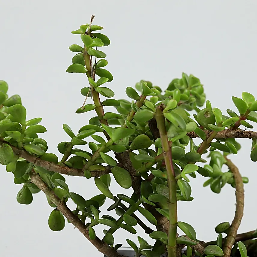 online plant in square pot