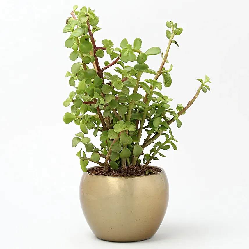 Jade Plant In Gold Tone Metal Pot Hand Delivery
