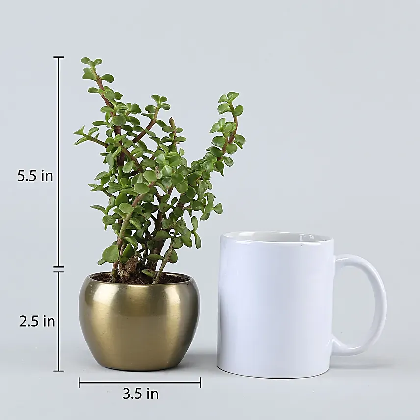 Jade Plant In Gold Tone Metal Pot Hand Delivery
