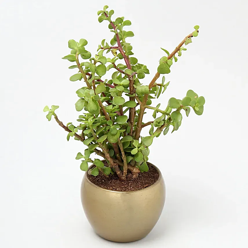 Jade Plant In Gold Tone Metal Pot Hand Delivery
