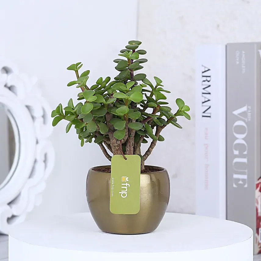 Online Jade Plant In Gold Tone Metal Pot