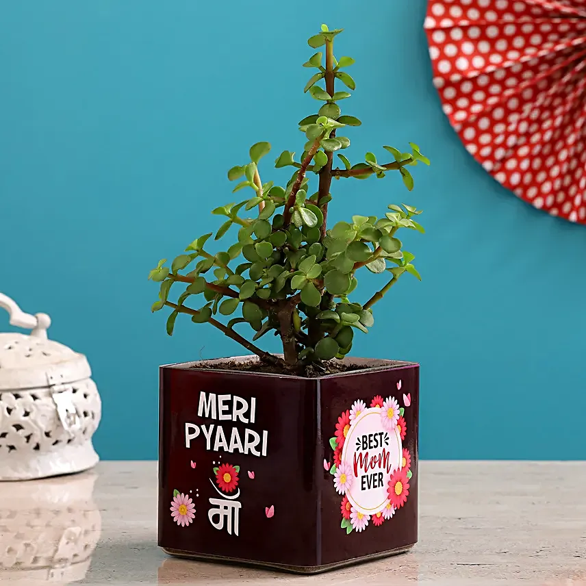 Jade Plant In Pyari Maa Square Glass Vase