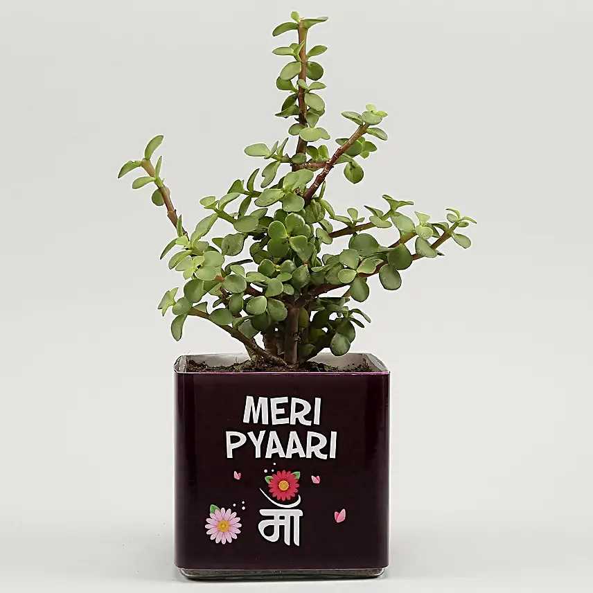 Jade Plant In Pyari Maa Square Glass Vase