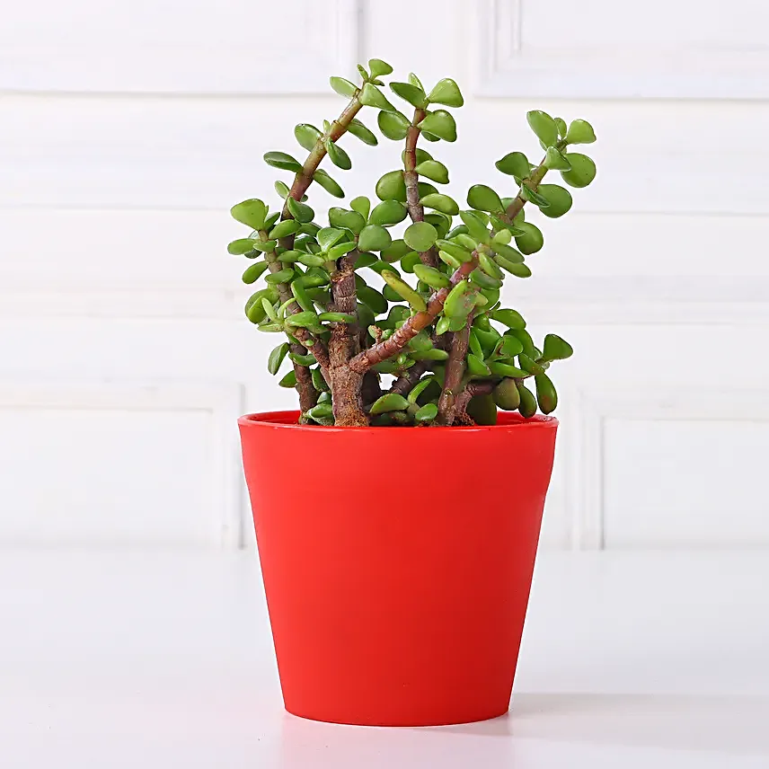 Jade Plant in Red Pot