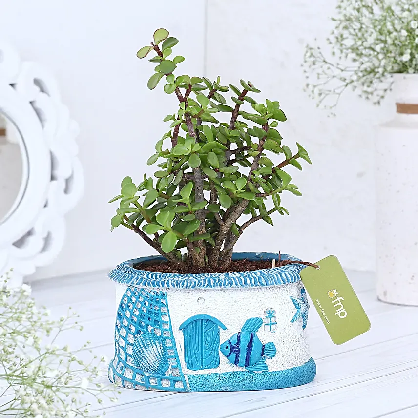 Jade Plant In Sea Blue N White House Planter
