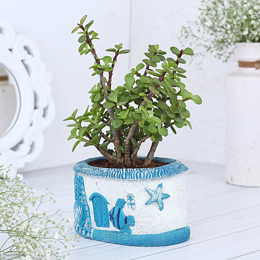 Jade Plant In Sea Blue N White House Planter