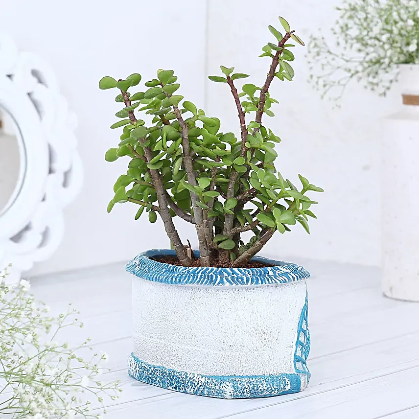 Jade Plant In Sea Blue N White House Planter