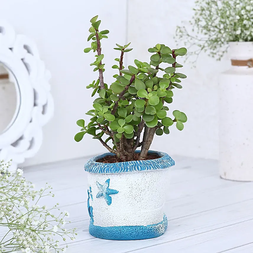 Jade Plant In Sea Blue N White House Planter