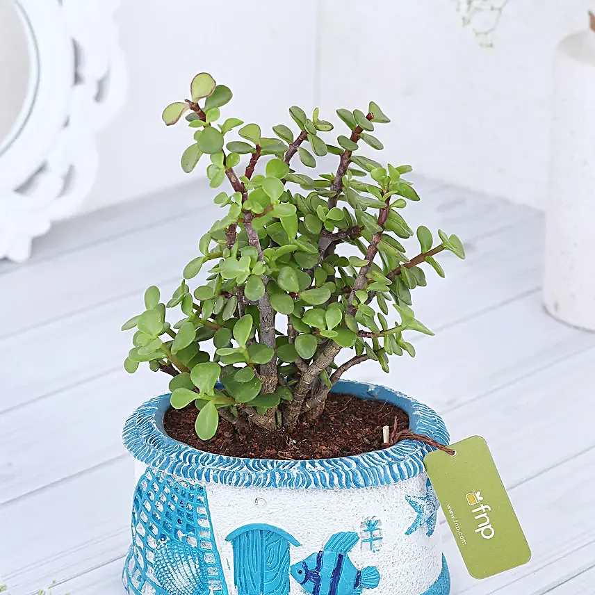 Jade Plant In Sea Blue N White House Planter