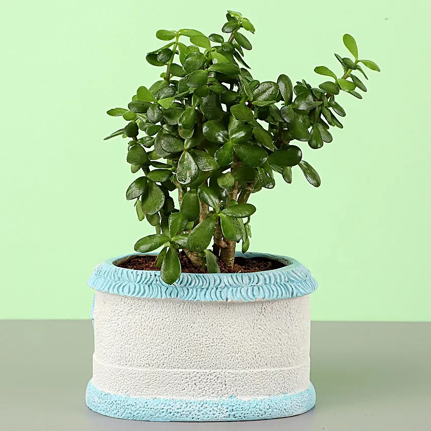Jade Plant In Sea Blue N White House Planter