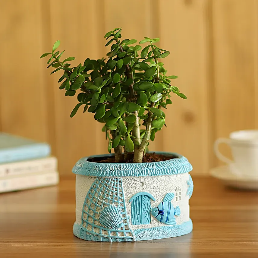 Jade Plant In Fancy Planter
