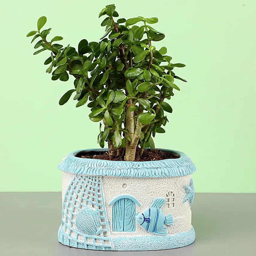 Jade Plant In Fancy Planter