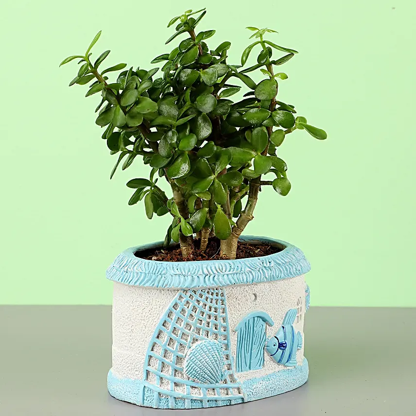 Jade Plant In Fancy Planter
