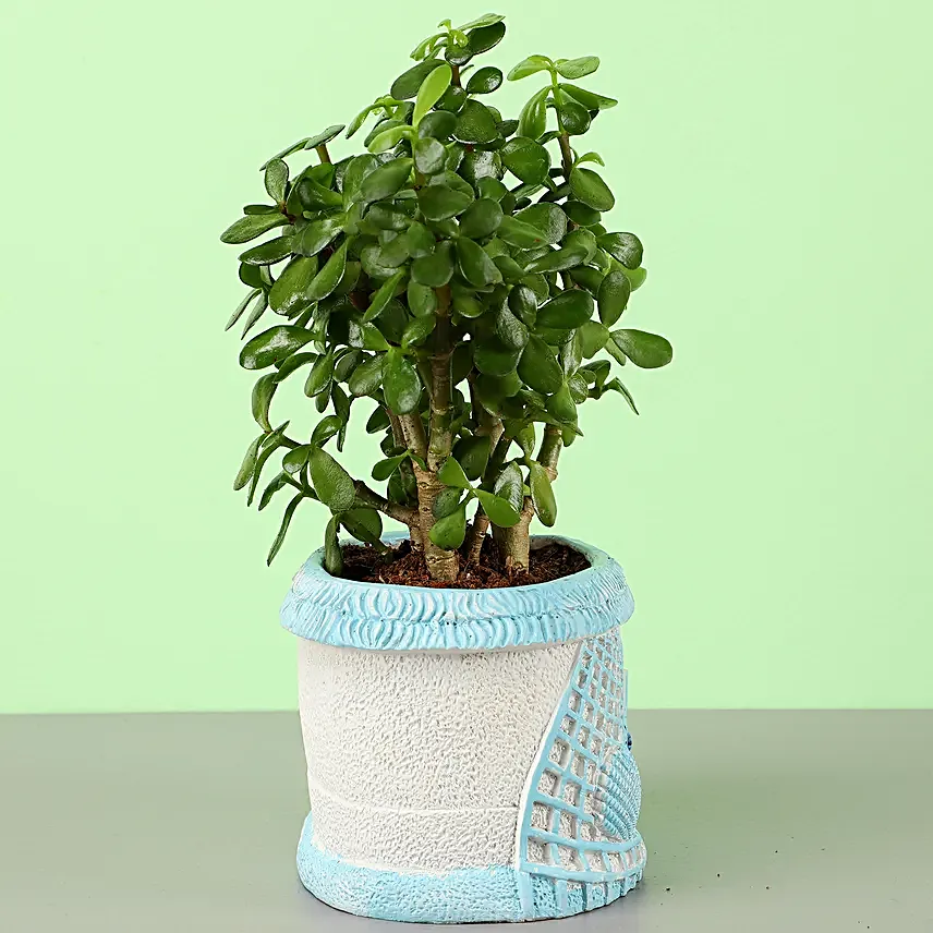 Jade Plant In Fancy Planter