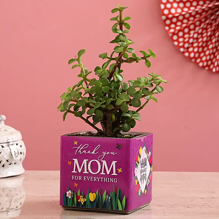 Jade Plant In Thank You Mom Square Glass Vase