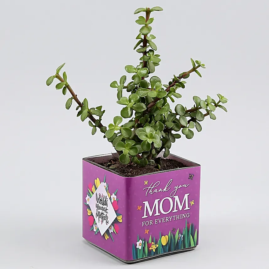 Jade Plant In Thank You Mom Square Glass Vase