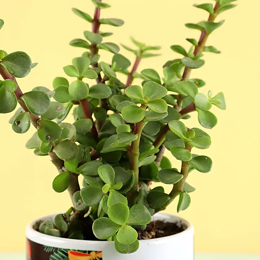 Christmas Printed Mug and Plant Combo Online