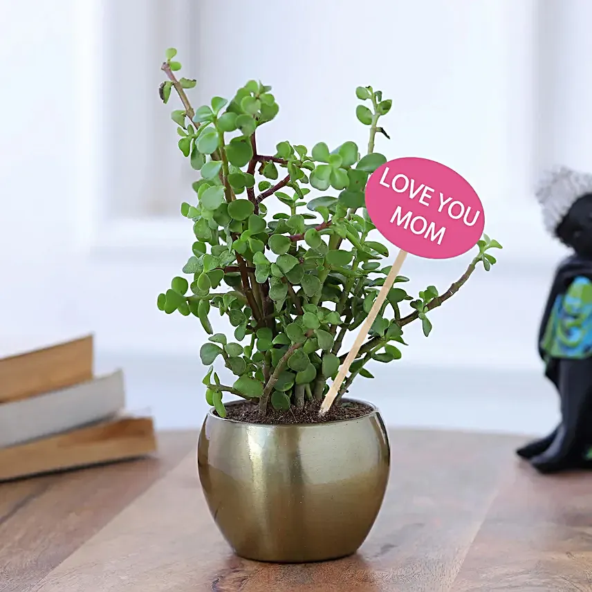 Jade Plant Love For Mom